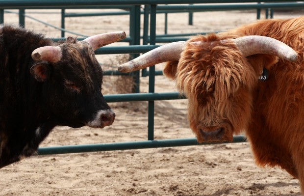 Mini Bull Riding